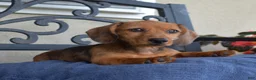Miniature Dachshund dogs for sale: Barbie - Ad 4