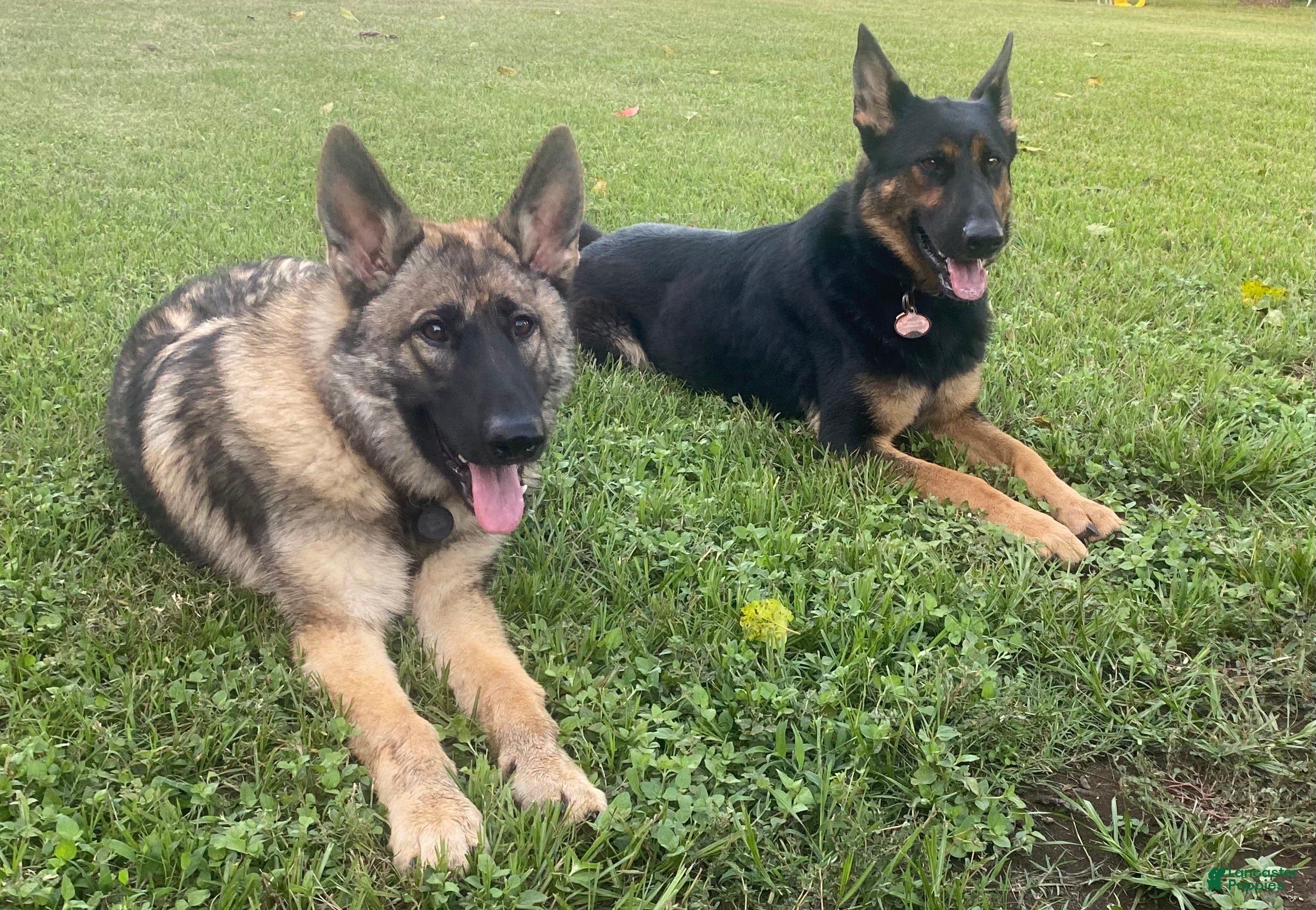 German Shepherd dogs Green Girl - Ad 2