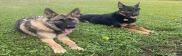 German Shepherd dogs for sale: Green Girl - Ad 2