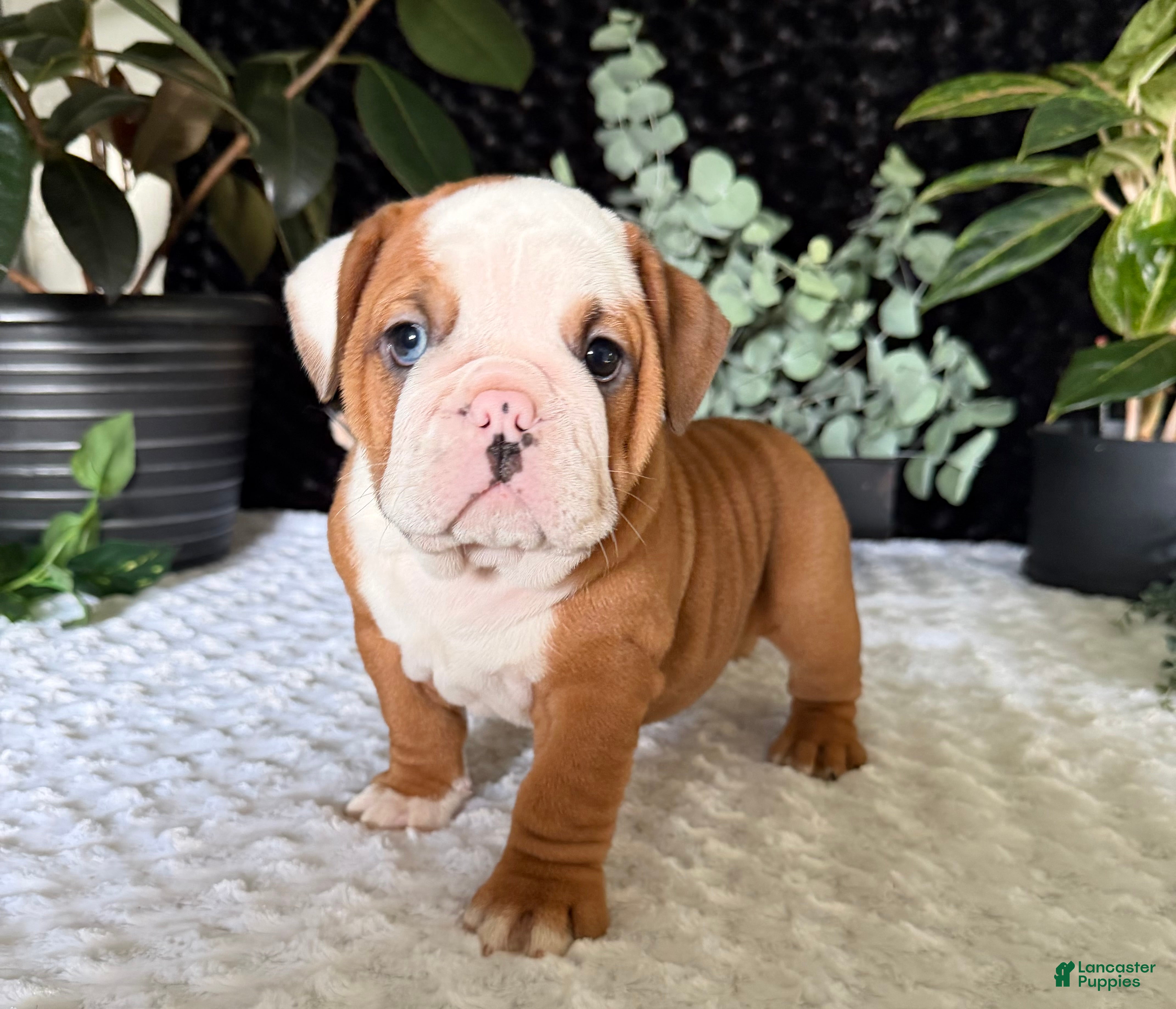 English Bulldog dogs Dottie - Ad 22