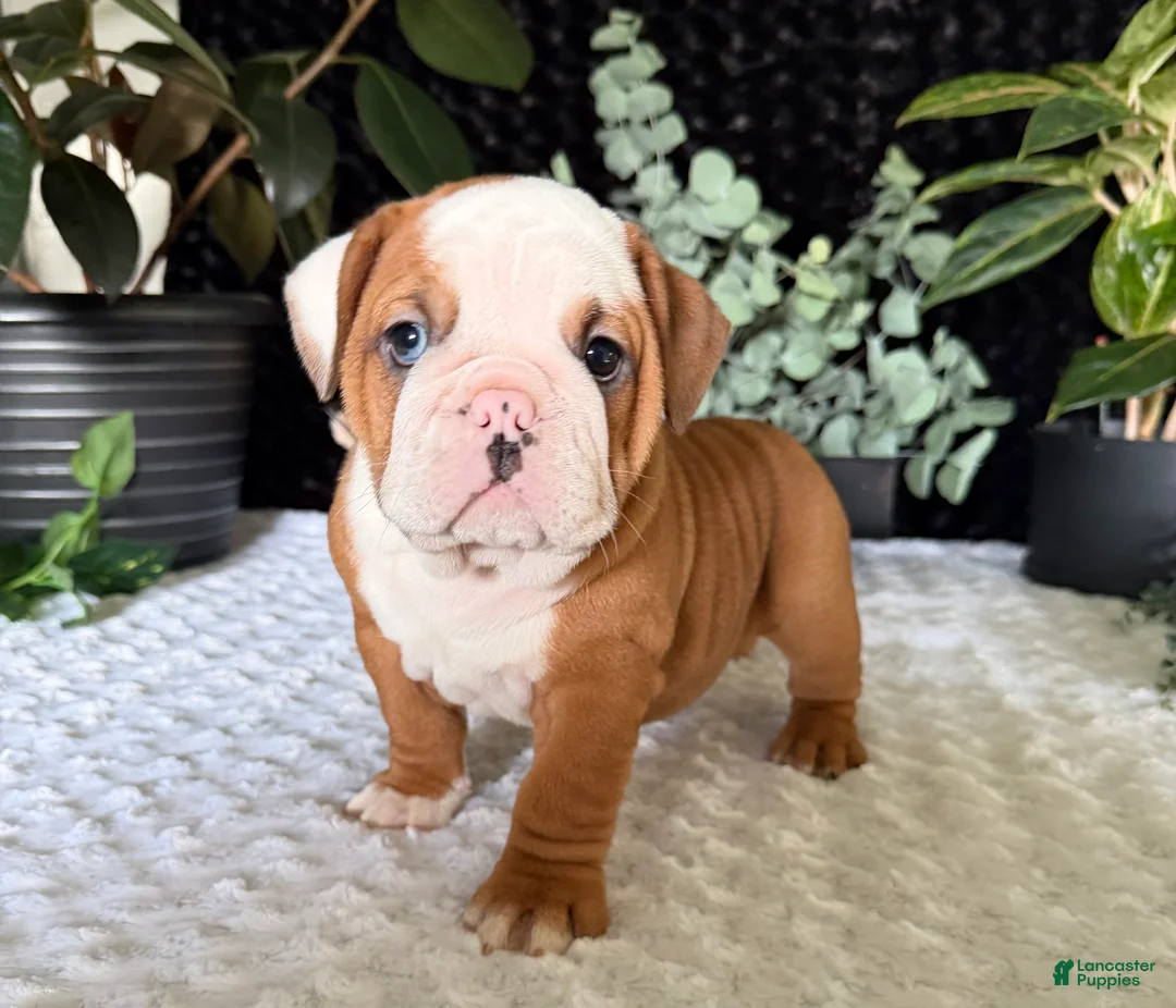 English Bulldog dogs for sale: Dottie - Ad 1