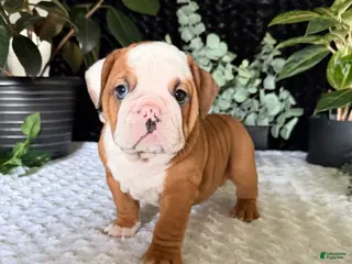 English Bulldog dogs Dottie - Ad 22