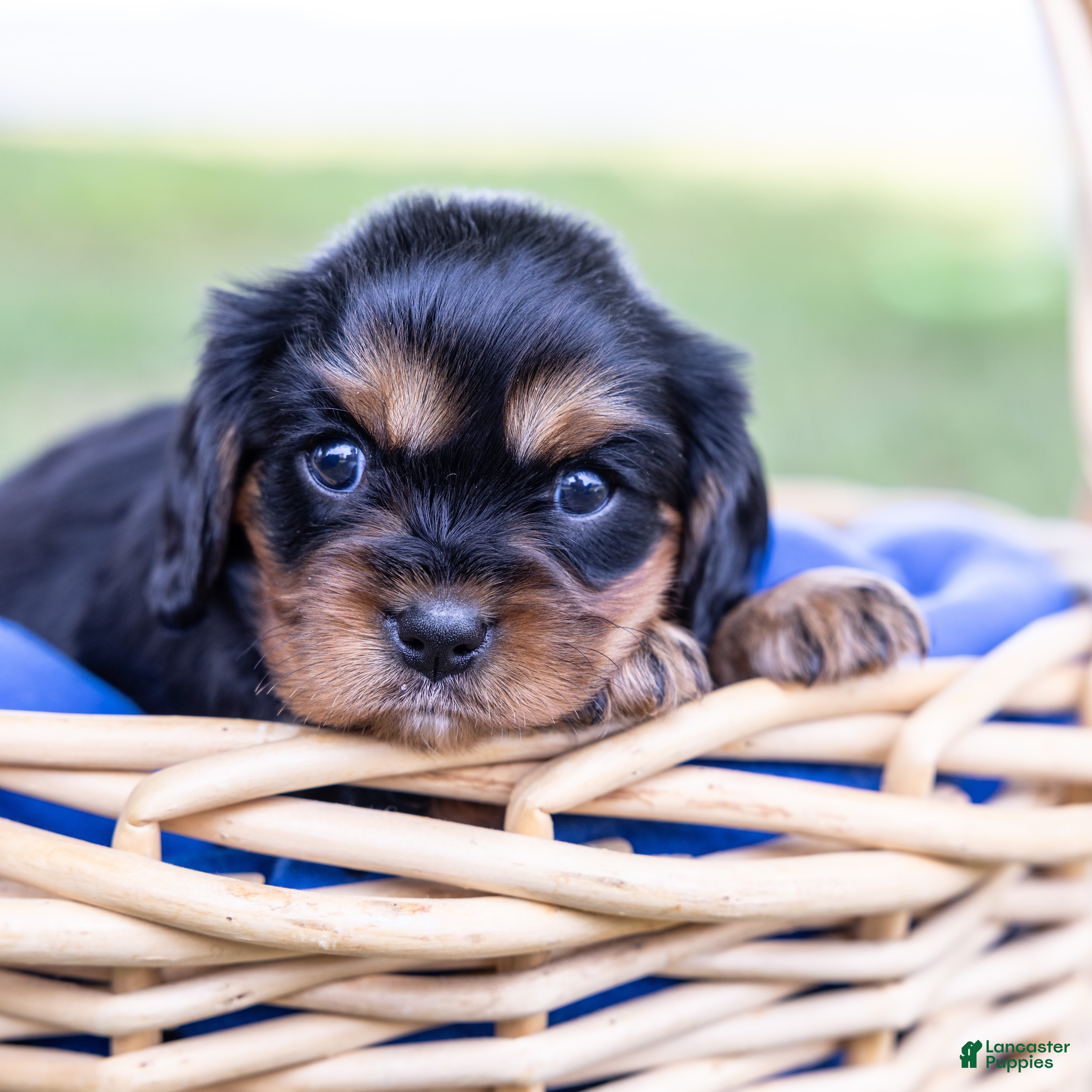 Cavalier King Charles Spaniel dogs Butch - Ad 1