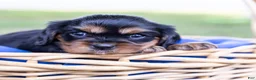 Cavalier King Charles Spaniel dogs for sale: Butch - Ad 12
