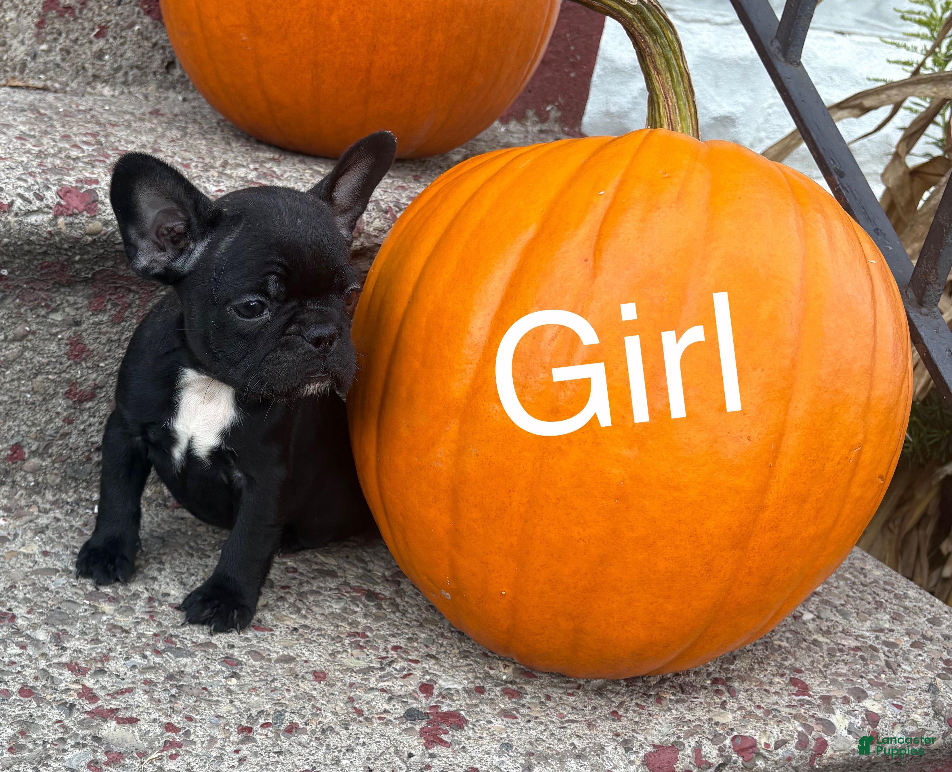 French Bulldog dogs French Bulldog Puppy 2 - Ad 6