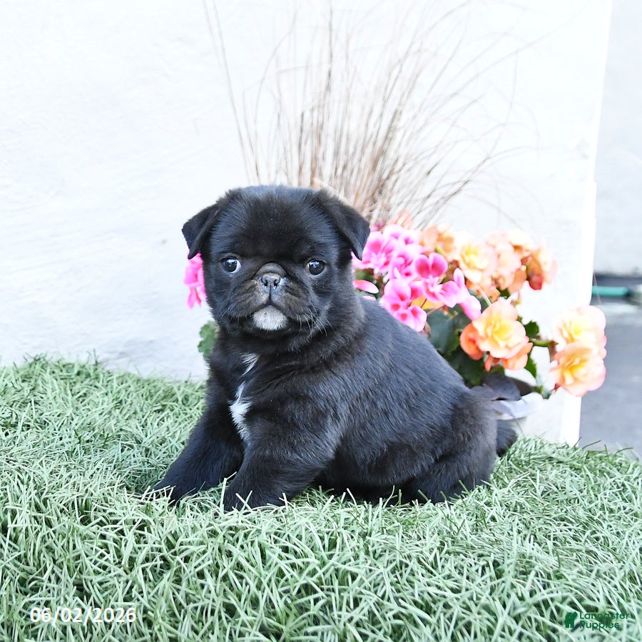 Pug dogs for sale: Pandora - Ad 2
