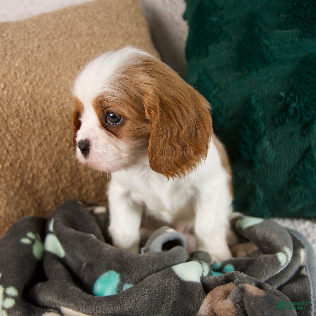 Cavalier King Charles Spaniel dogs for sale: Alfie - Ad 7