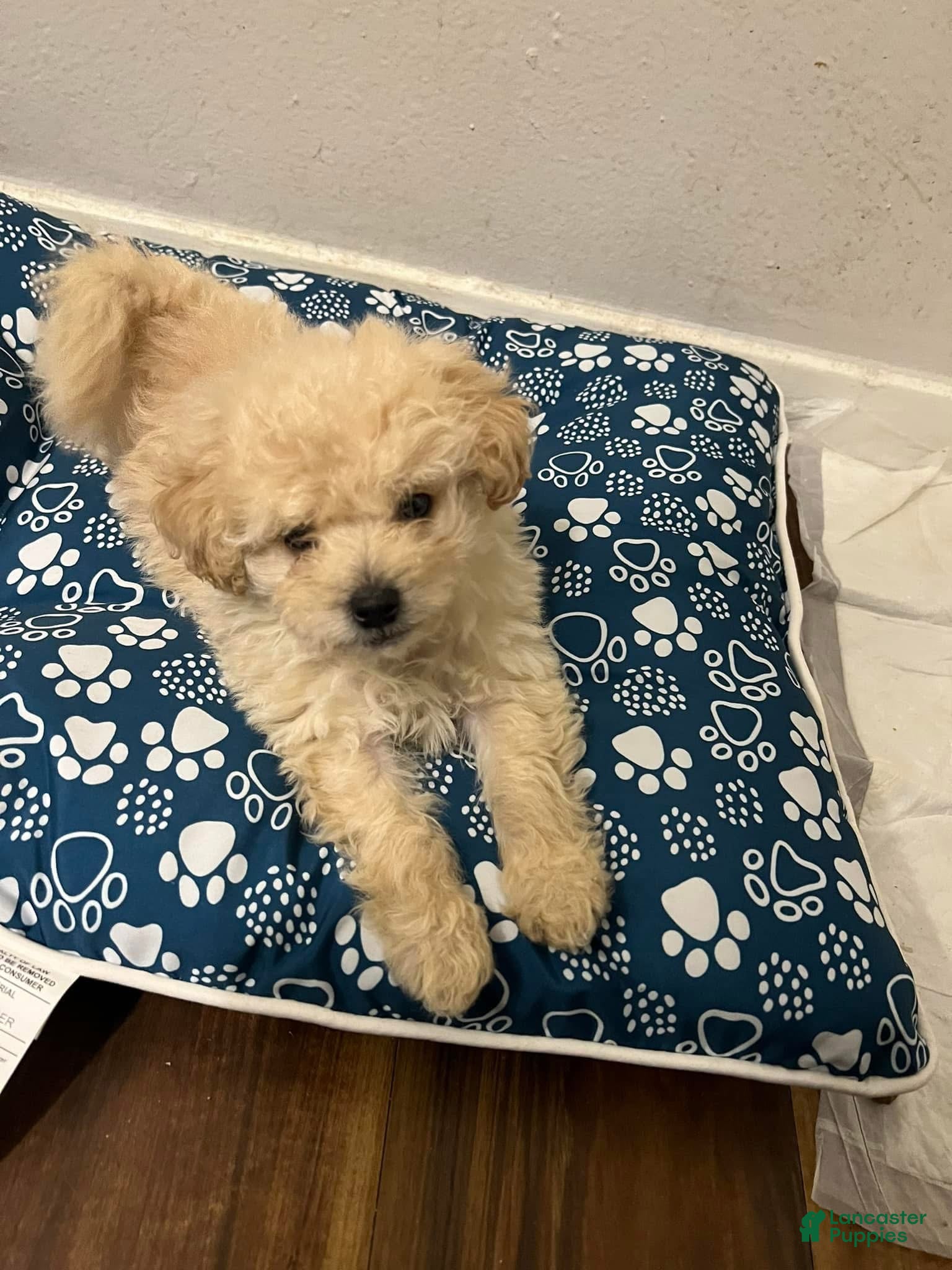 Maltipoo dogs Meet Berry — Precious Maltipoo Puppy - Ad 8