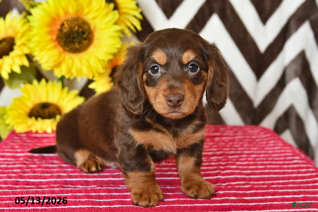 Miniature Dachshund dogs for sale: Asher - Ad 1