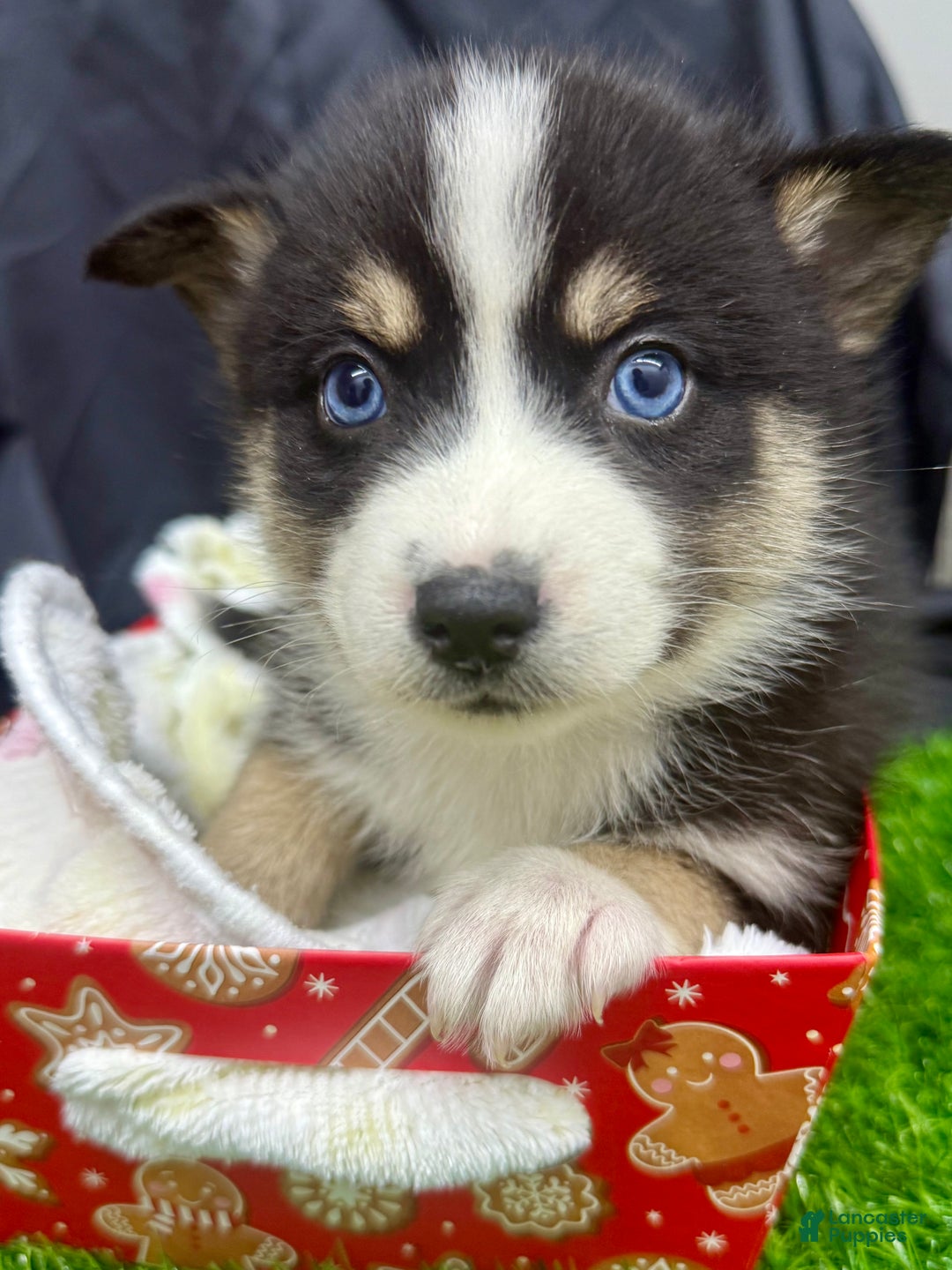 Mixed Breed dogs for sale: Holly - Ad 8