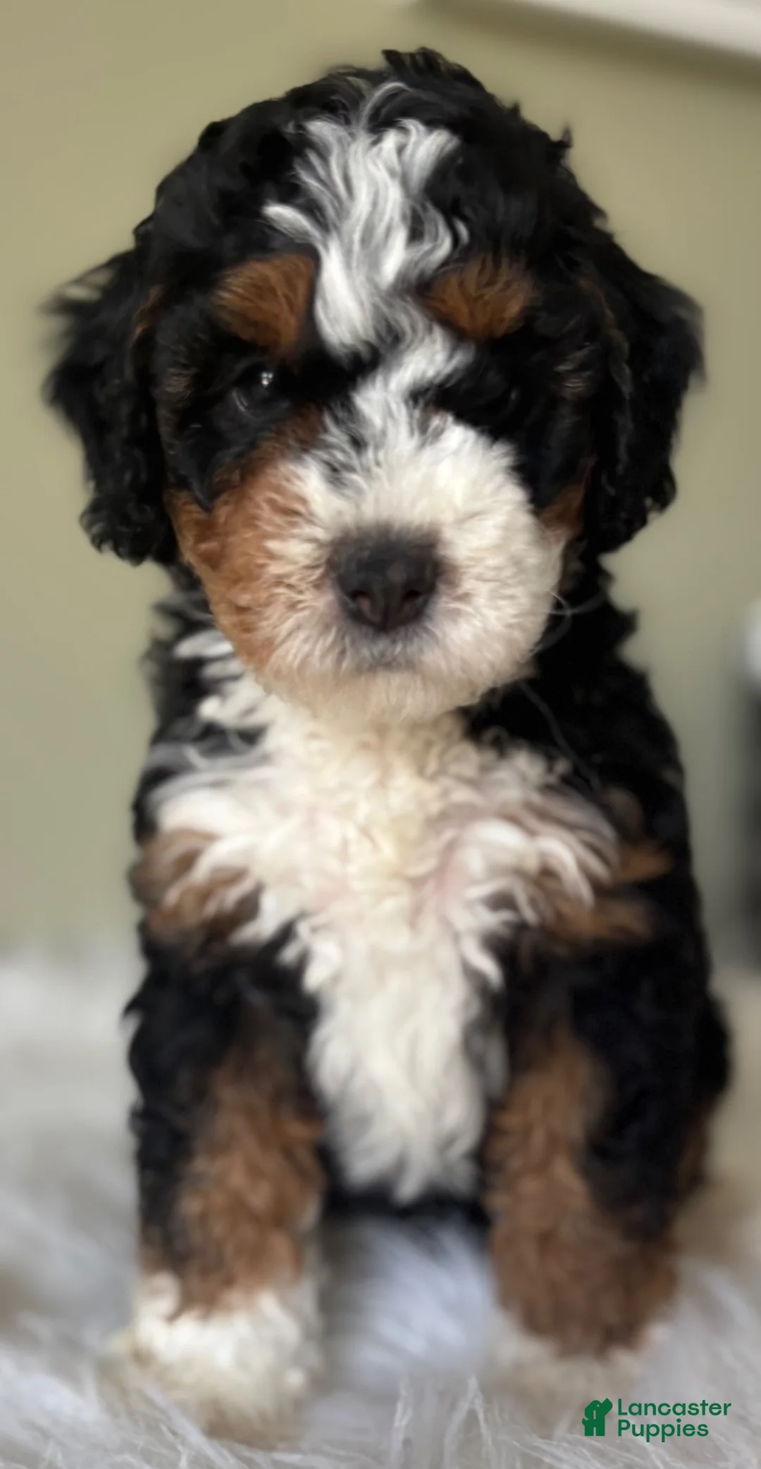 Mini Bernedoodle dogs for sale: Cinder  - Ad 1