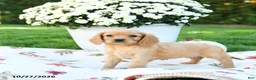 Golden Retriever dogs for sale: Lindsey - Ad 3