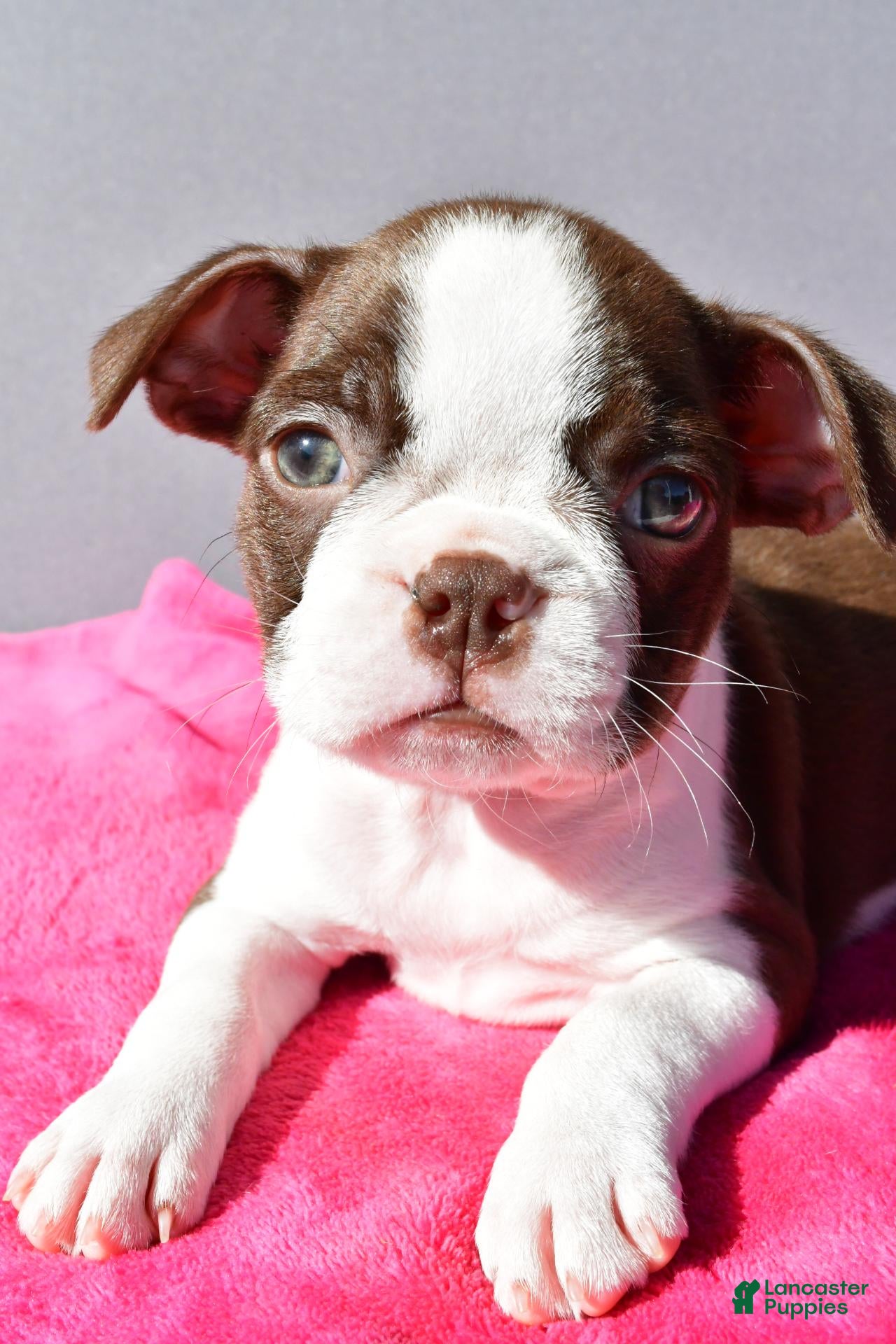 Boston Terrier dogs Tiffany - Ad 2