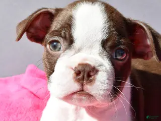 Boston Terrier dogs Tiffany - Ad 2