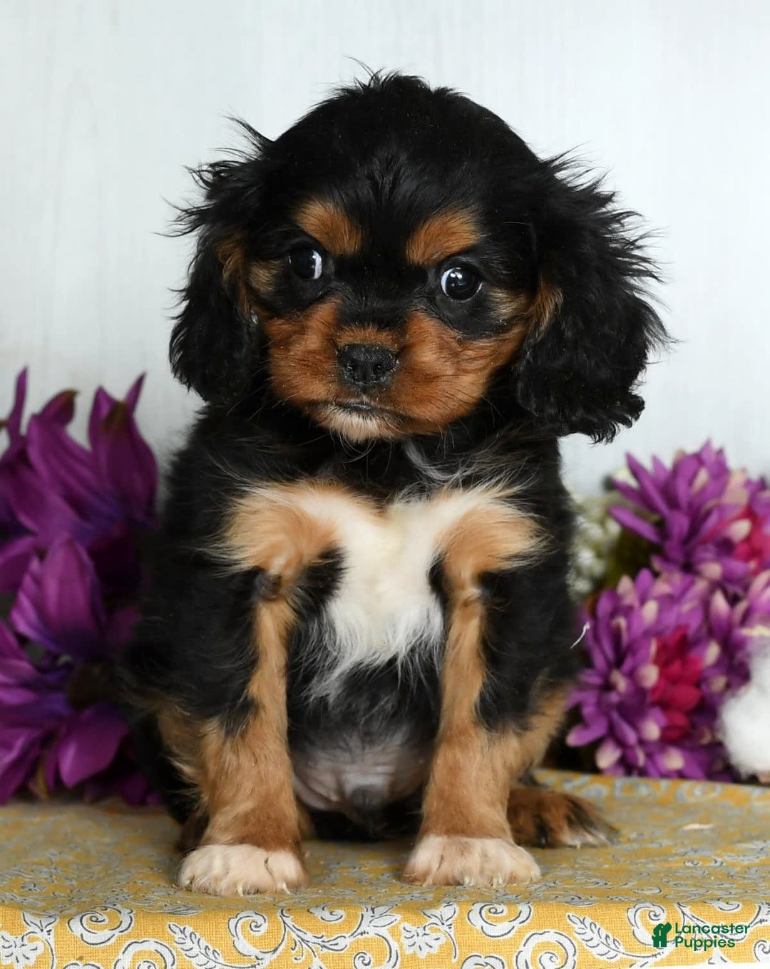 Gallery Image {{count}}