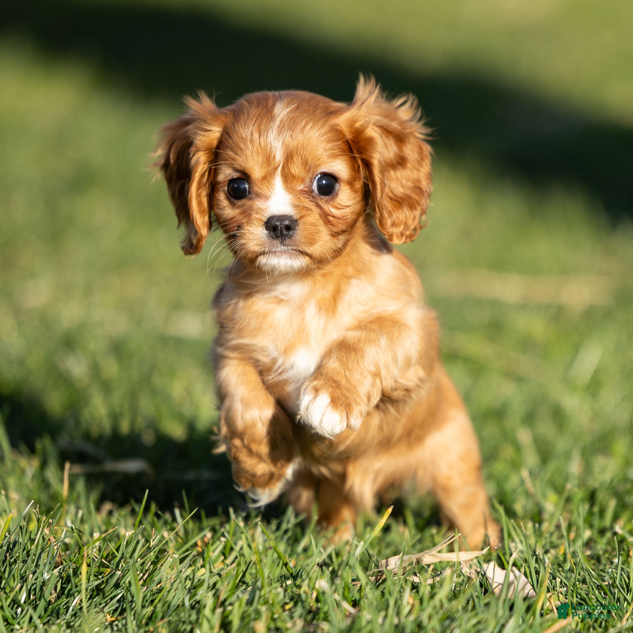 Cavalier King Charles Spaniel dogs Autumn - Ad 2