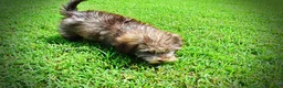 Havapoo dogs for sale: Fancy - Ad 23