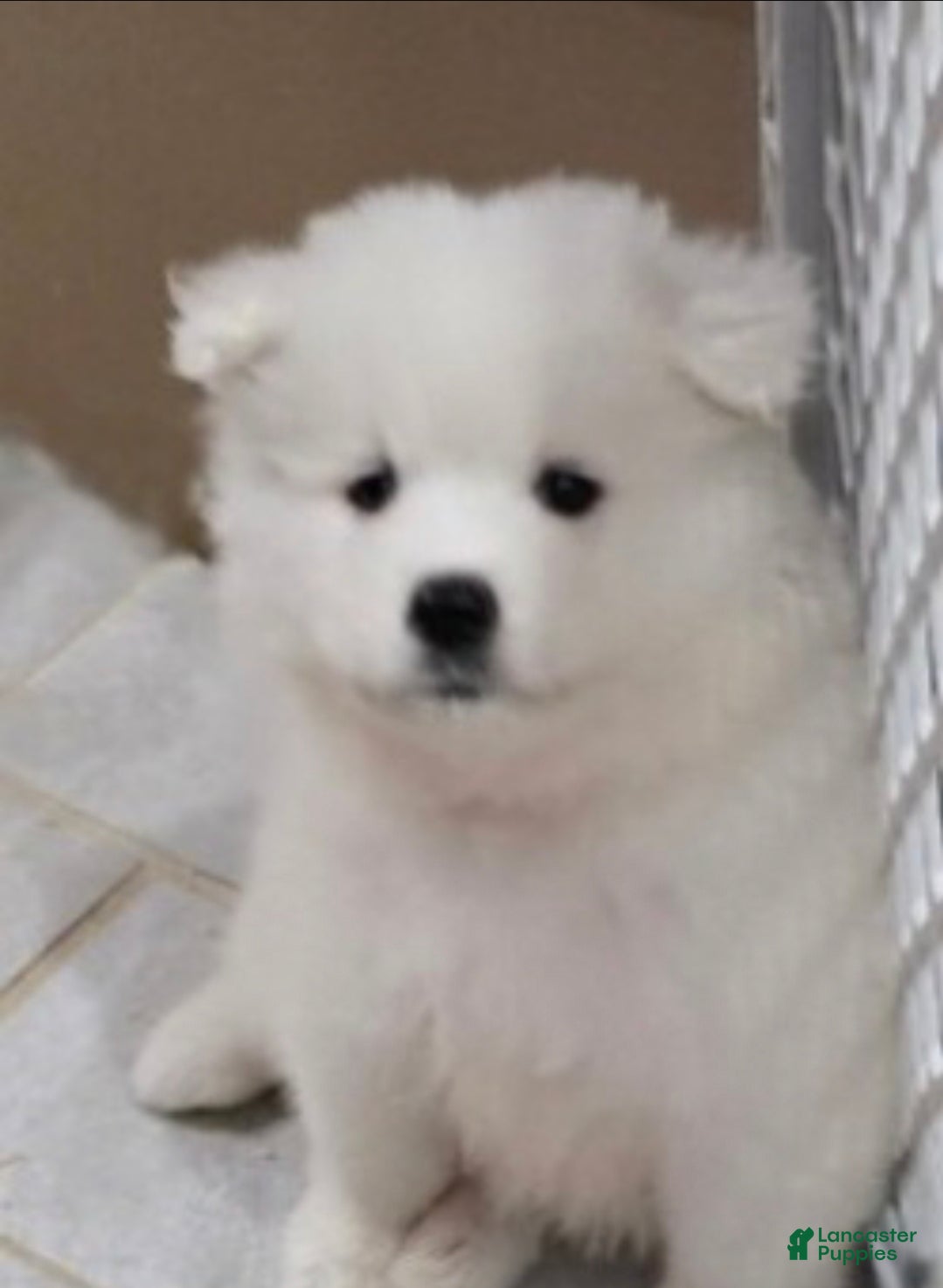 Samoyed dogs Bluez - Ad 5