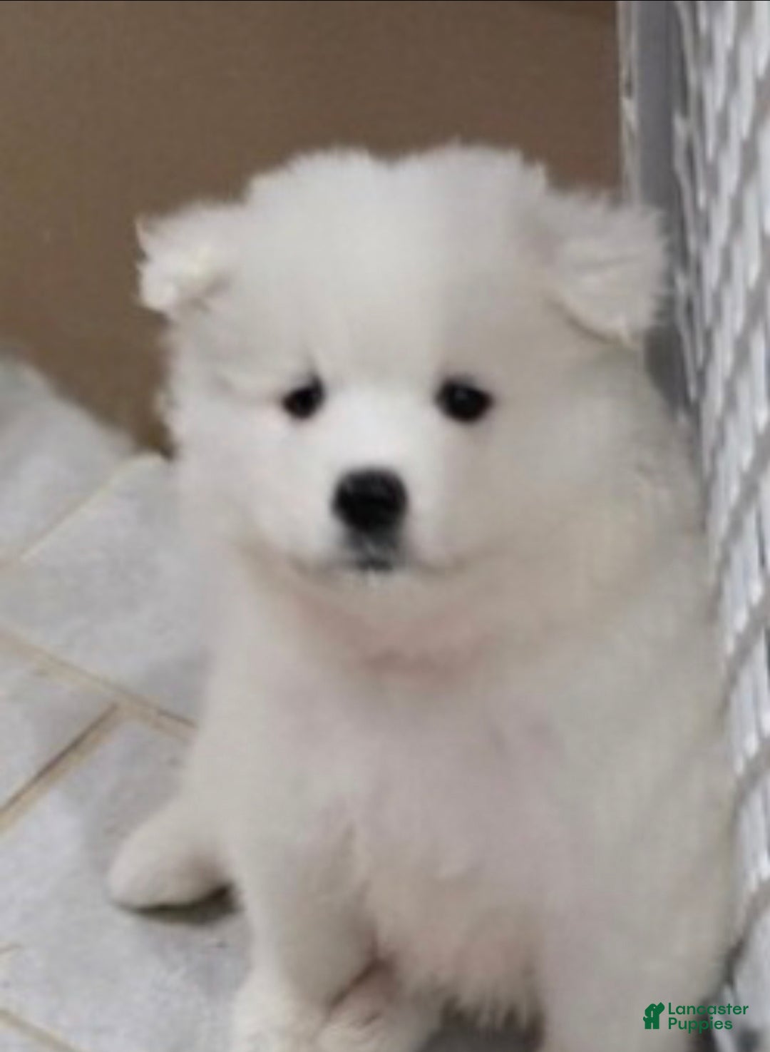 Samoyed dogs for sale: Bluez - Ad 1