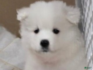 Samoyed dogs Bluez - Ad 7