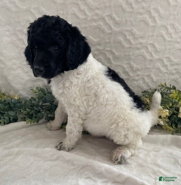 Standard Poodle dogs Kirby- genetic clear - Ad 2