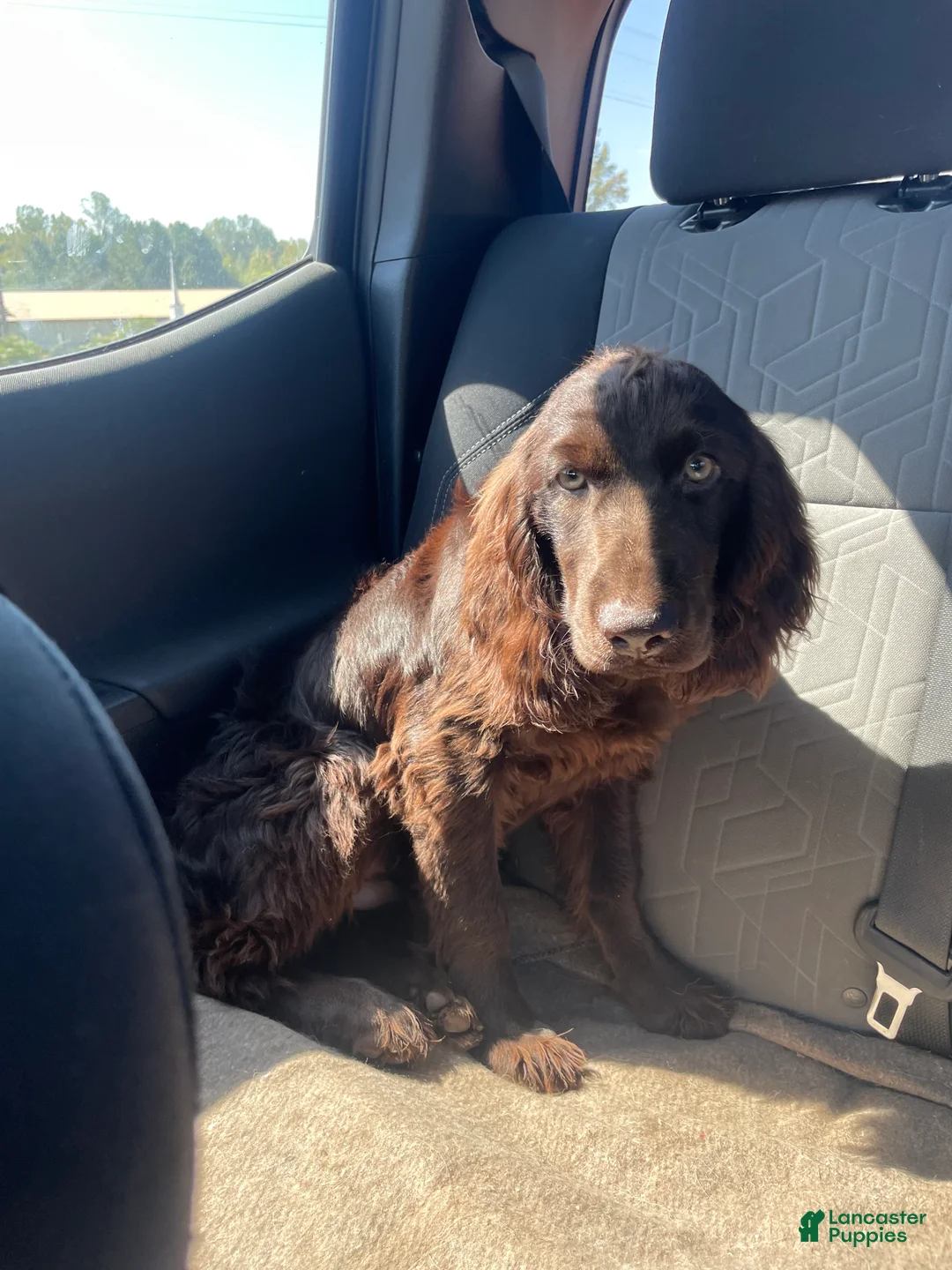 Boykin Spaniel dogs for sale: Boykin Spaniel Puppy 2 - Ad 2