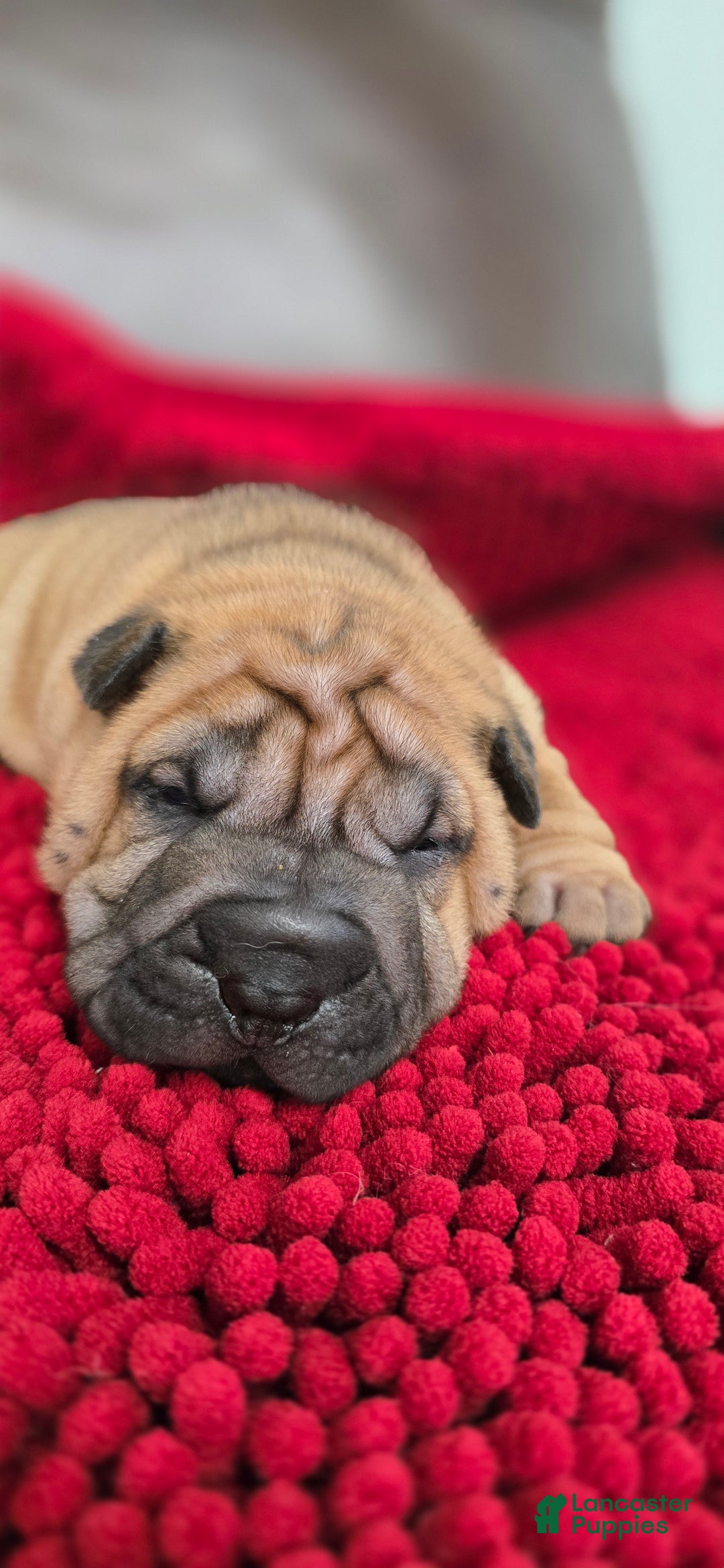 Shar Pei dogs for sale: Grub - Ad 2