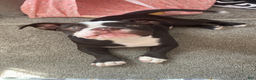 American Bully dogs for sale: American Bully 1 - Ad 5