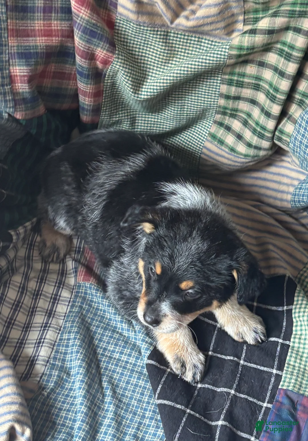 Australian Cattle Dog dogs for sale: Jigsaw - Ad 9