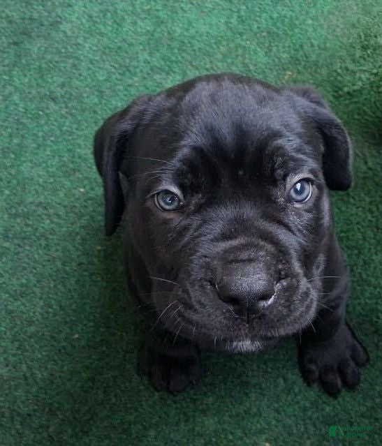 Cane Corso dogs Cane Corso 10 - Ad 38