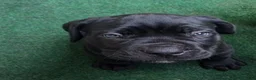 Cane Corso dogs for sale: Cane Corso 10 - Ad 1