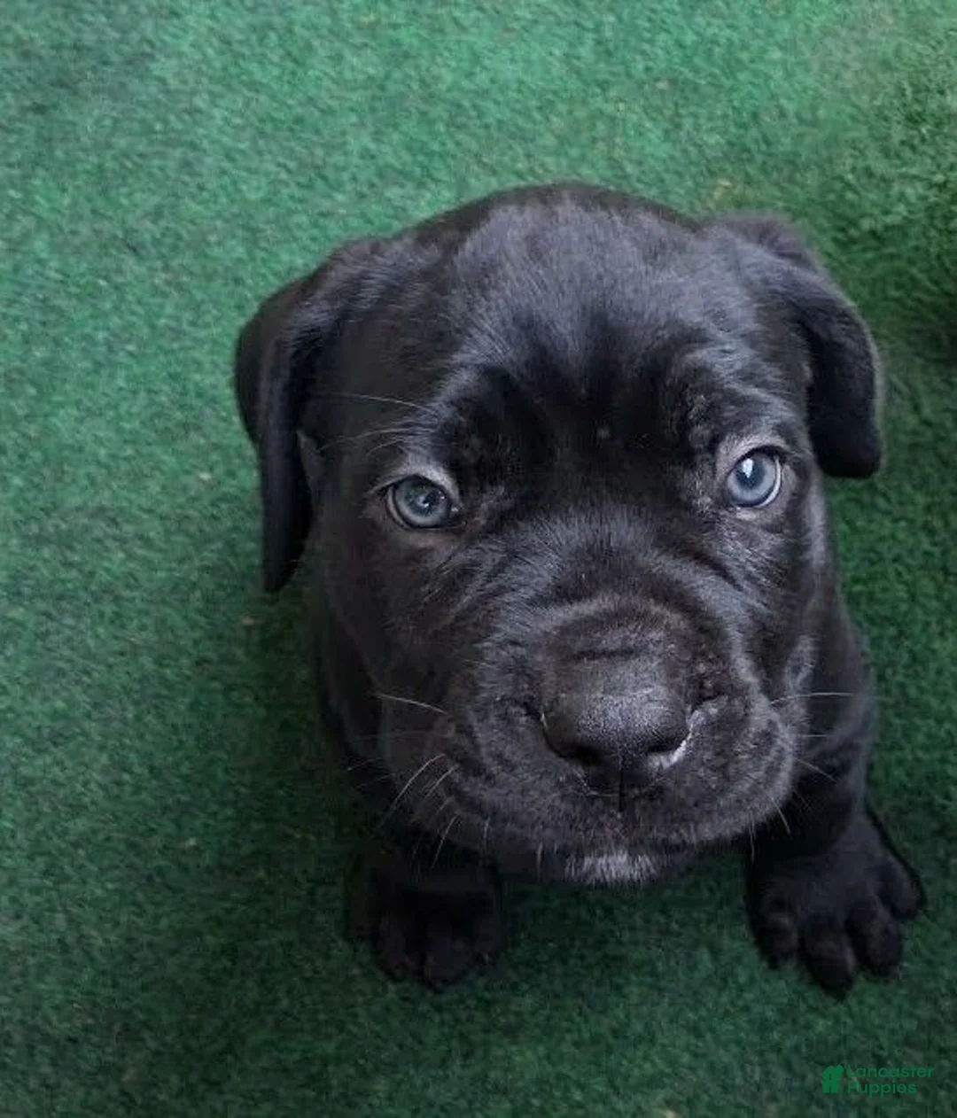 Cane Corso dogs for sale: Cane Corso 10 - Ad 1