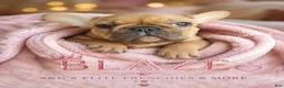 French Bulldog dogs for sale: Inferno - Ad 2
