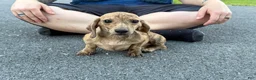 Miniature Dachshund dogs for sale: Cream Brindle - Ad 3