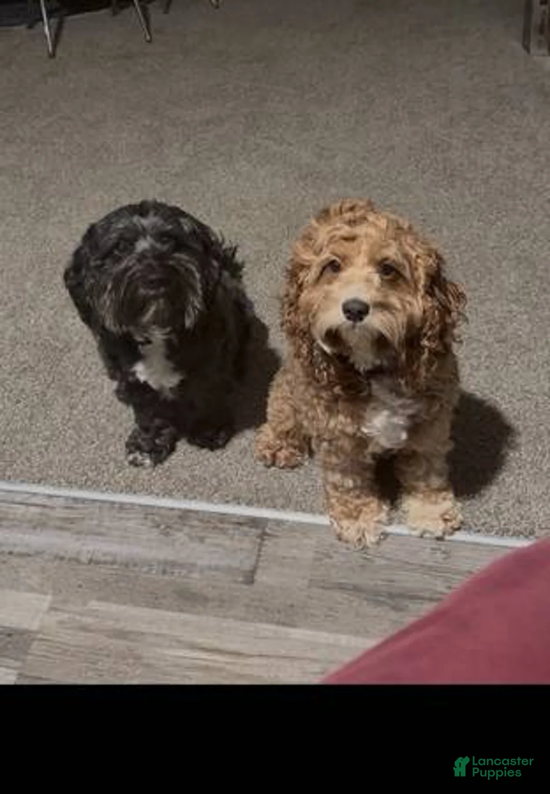 Cockapoo dogs for sale: Sirya - Ad 2