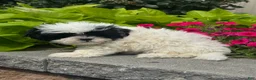 Shihpoo dogs for sale: Xander - Ad 4