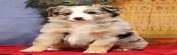 Miniature Australian Shepherd dogs for sale: Shelby - Ad 9