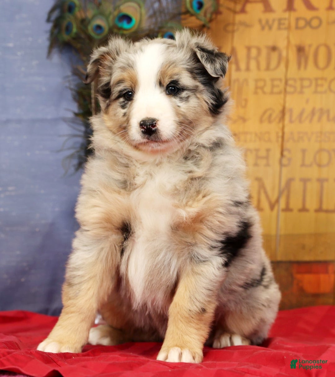 Miniature Australian Shepherd dogs for sale: Shelby - Ad 9