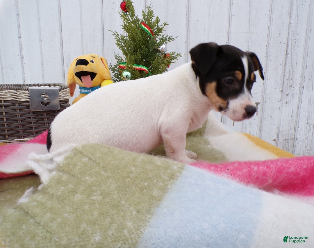 Jack Russell Terrier dogs for sale: Jack Russell Terrier Puppy 3 Rocky - Ad 3