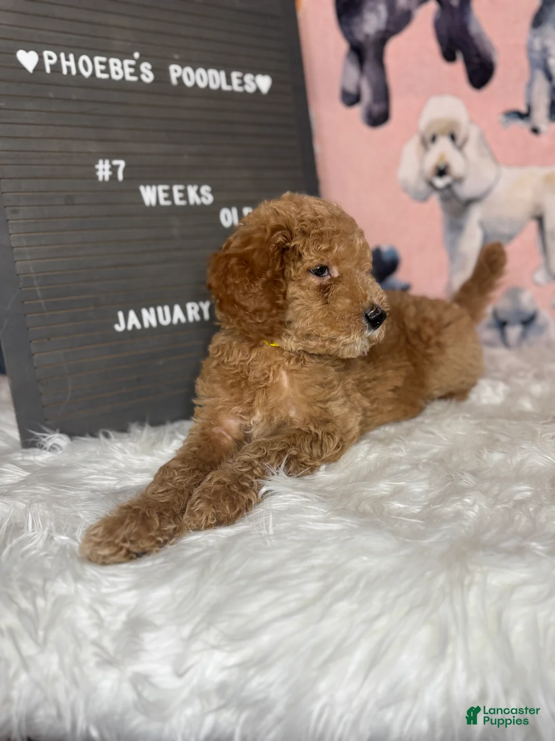 Standard Poodle dogs for sale: Standard Poodle Puppy 2 - Ad 2