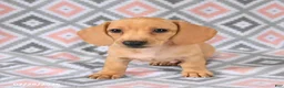 Dachshund dogs for sale: Perry - Ad 4