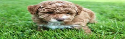 Miniature Poodle dogs for sale: AKC Archie - Ad 6