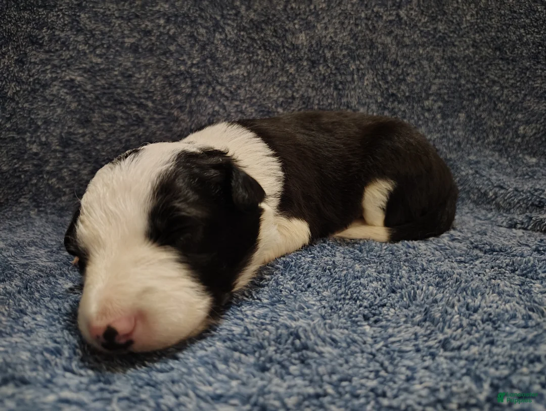 Border Collie dogs for sale: Chex - Ad 5