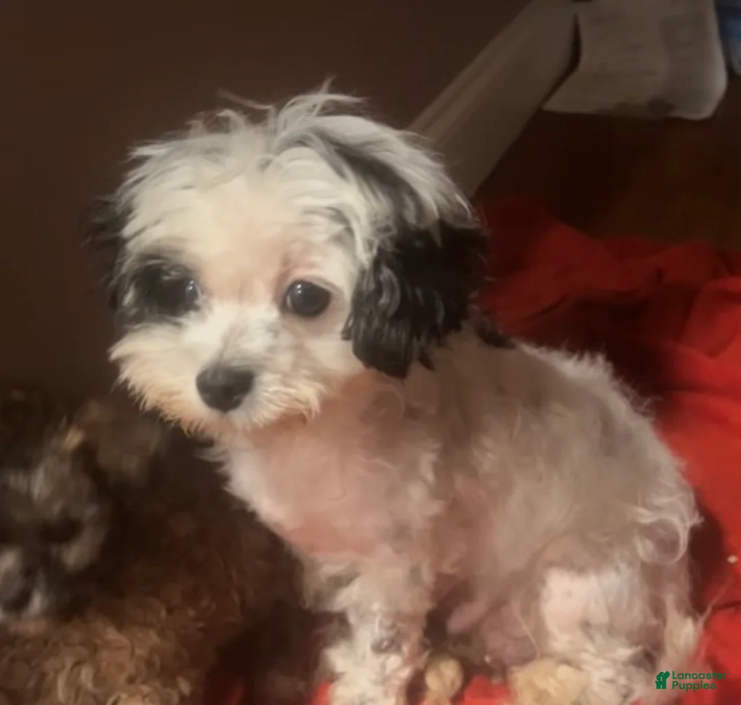 Shihpoo dogs for sale: Shihpoo Puppy 2 - Ad 2