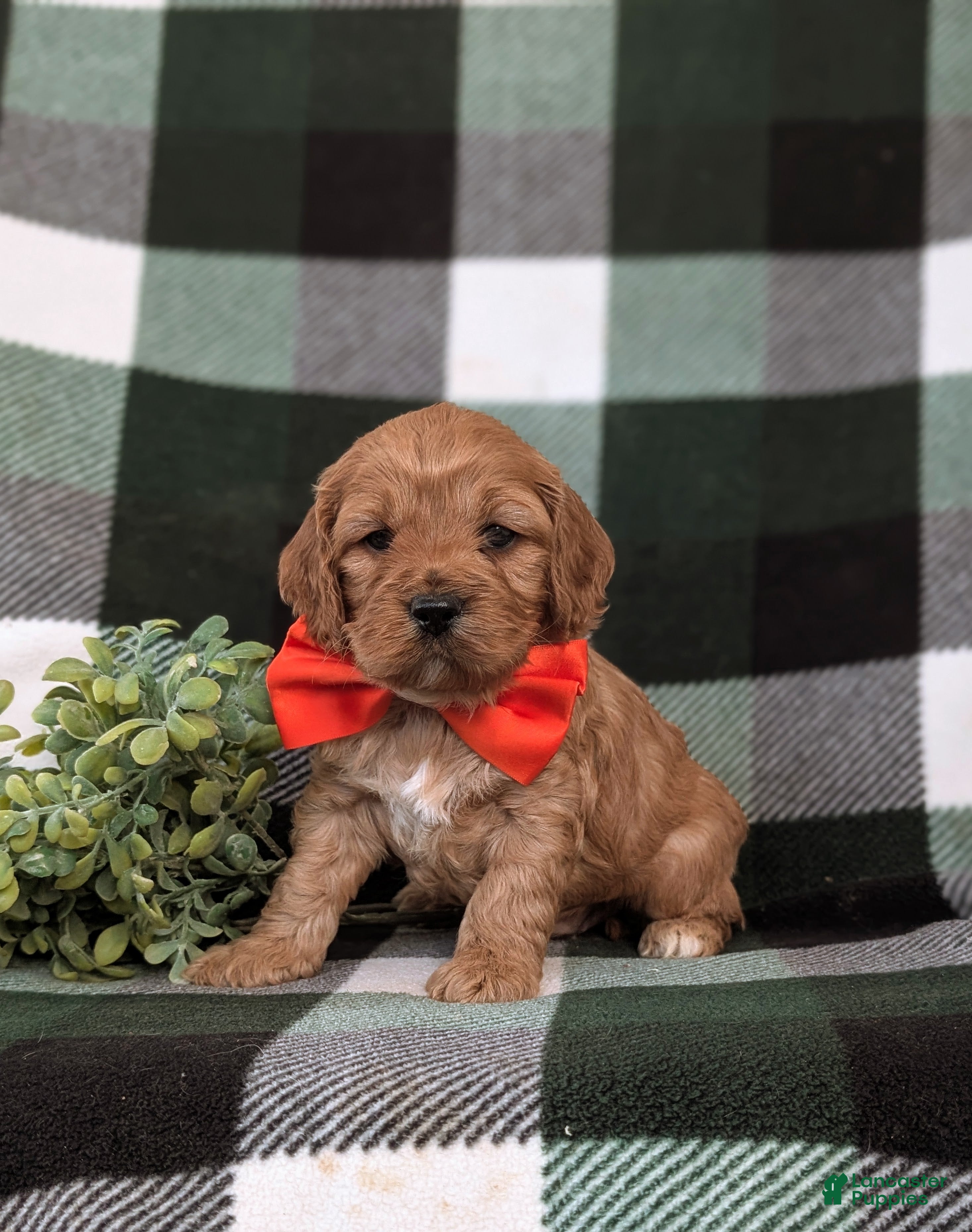 Cockapoo dogs Doyle - Ad 38