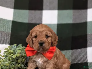 Cockapoo dogs Doyle - Ad 38