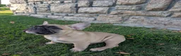 French Bulldog dogs for sale: French Bulldog Girl - Ad 7