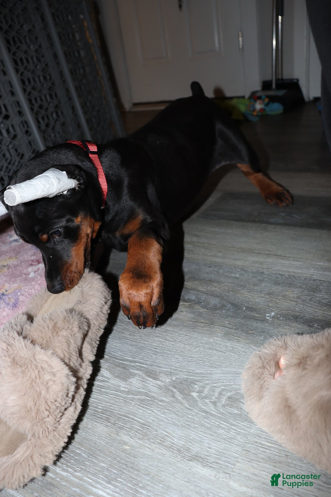 Doberman Pinscher dogs for sale: Colby - Ad 2