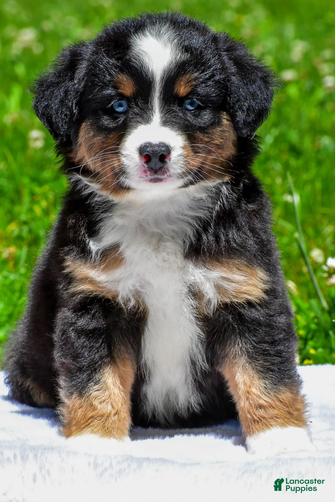 Miniature Australian Shepherd dogs for sale: Frank - Ad 2