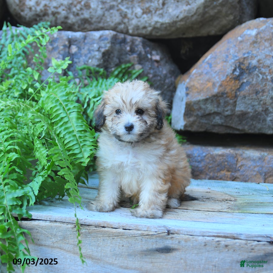 Mini Goldendoodle dogs Kylie  - Ad 41